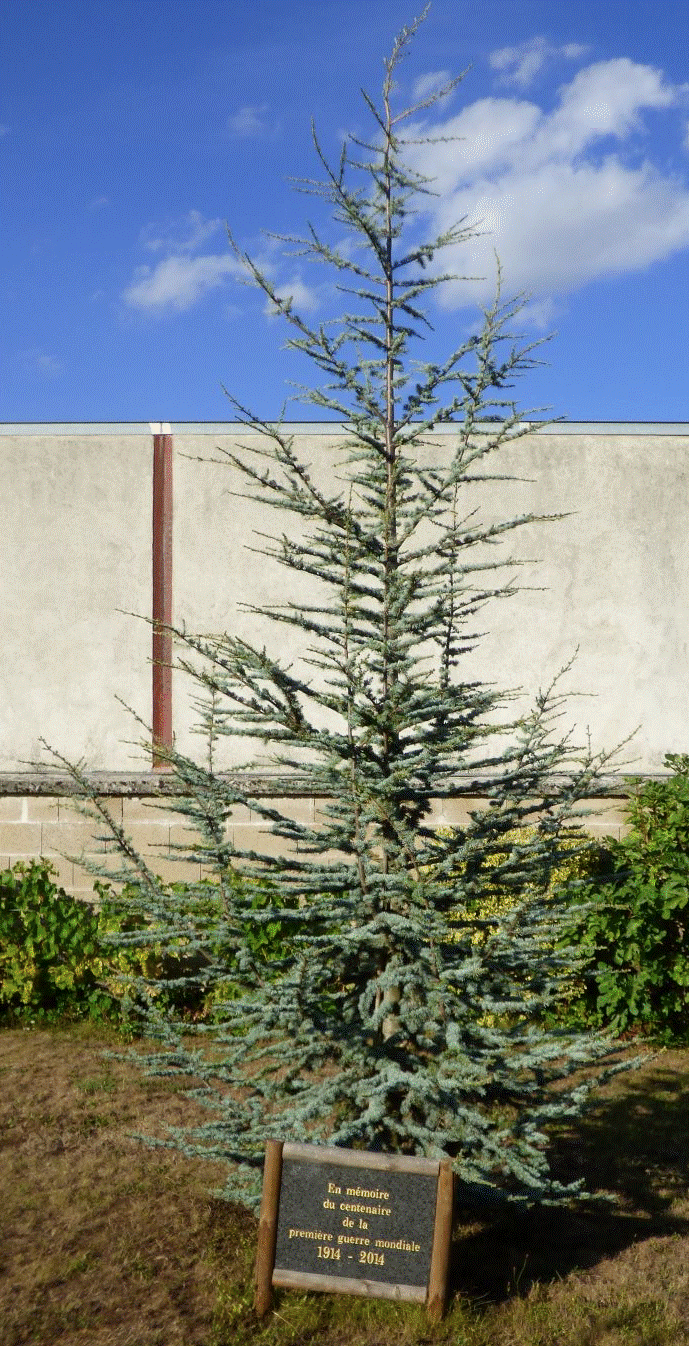 Arbre du souvenir 14-18