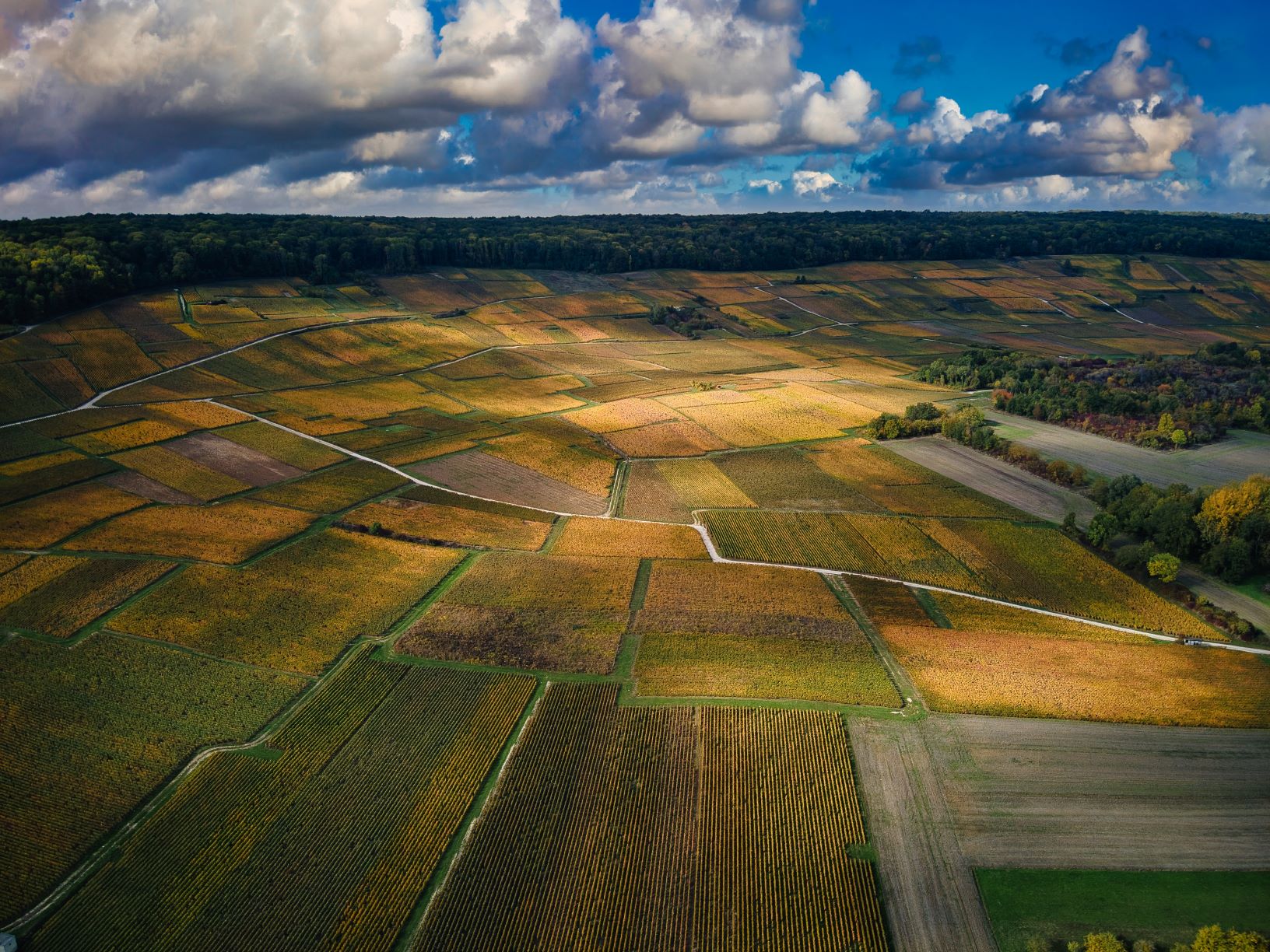 vignes
